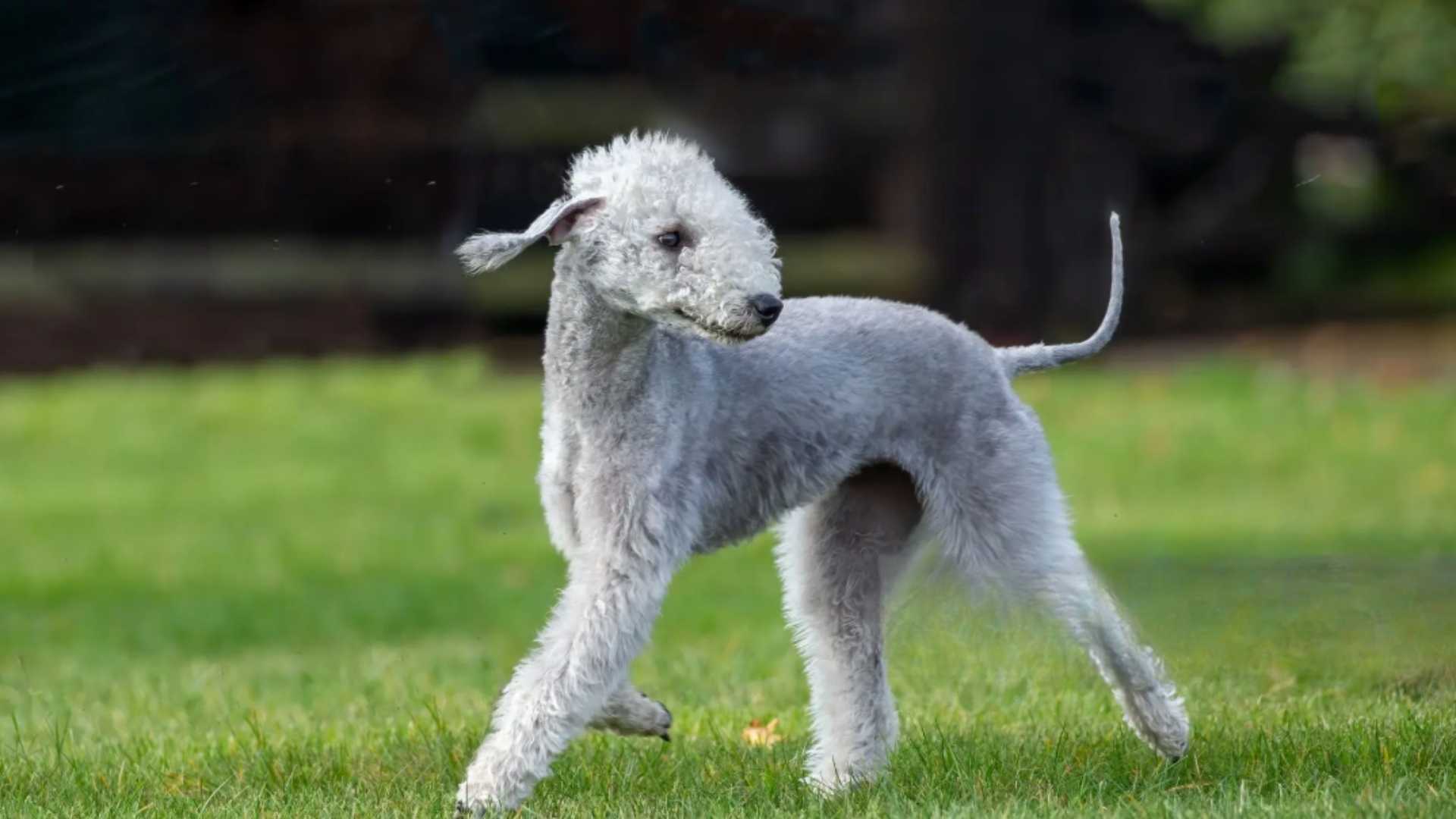 Bedlington Terrier